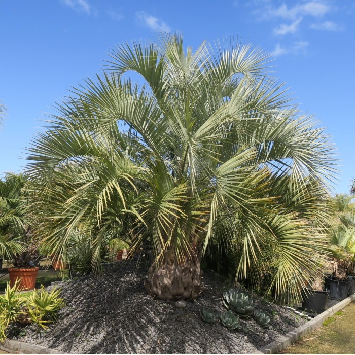 BUTIA CAPITATA - TRONC