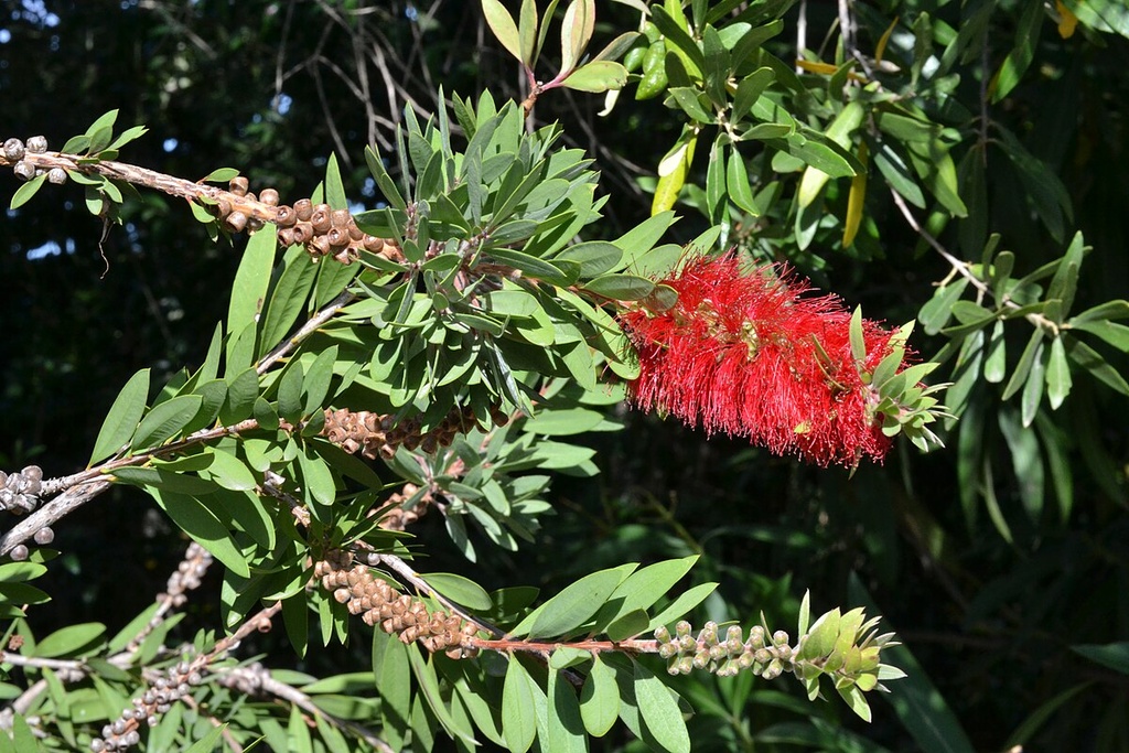 [2218] CALLISTEMON CITRINUS (LANCEOLATUS) (Persistant, 250/300)