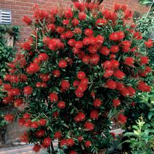 CALLISTEMON LAEVIS