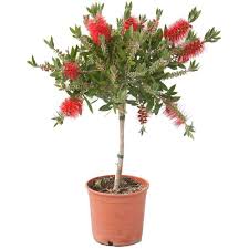 [2224] CALLISTEMON LAEVIS - TIGE (Persistant, 250/300)