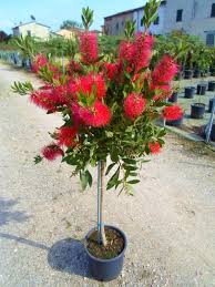 [2222] CALLISTEMON LAEVIS - DEMI TIGE (Persistant, 250/300)