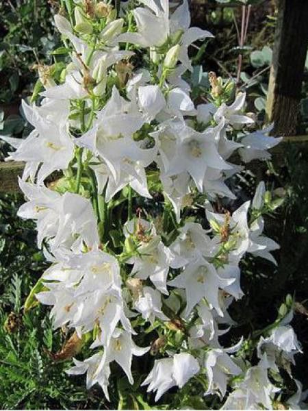 [2339] CAMPANULA PYRAMIDALIS ALBA (Caduc, 100/150)