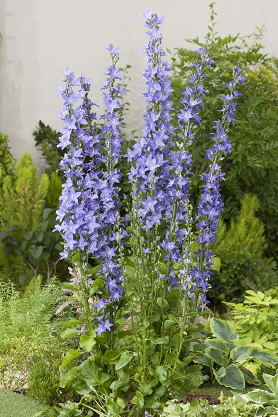 CAMPANULA PYRAMIDALIS BLEU