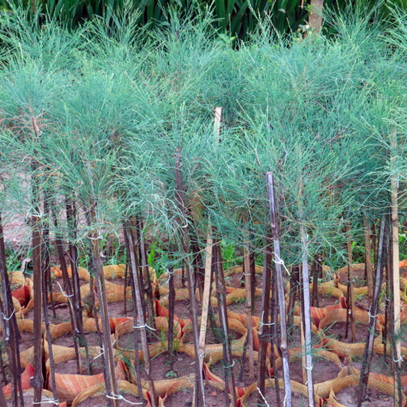 [2613] CASUARINA EQUISTIFOLIA - TIGE RAMIFIEE (Persistant, 10 à 20 m)