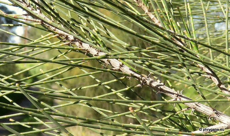 CASUARINA EQUISTIFOLIA - TIGE