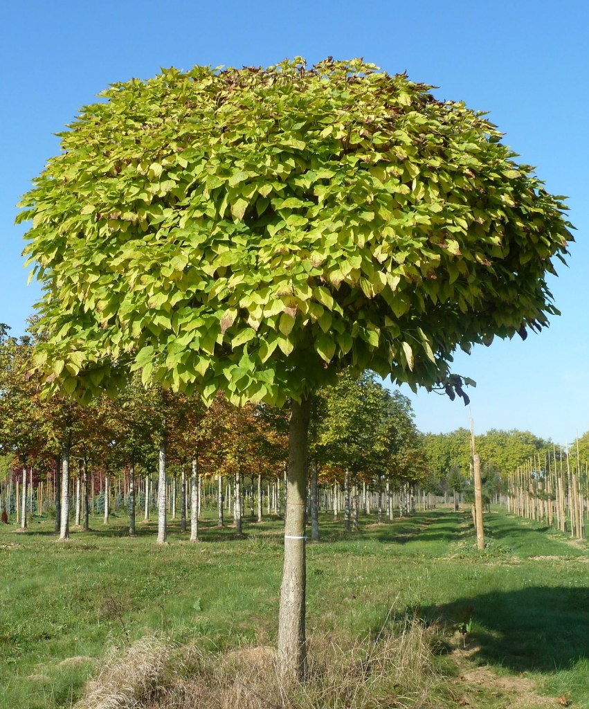 [2619] CATALPA BIGNONIOIDES NANA (C. BUNGEI) - QUART TIGE (Caduc, 3 à 5 m)