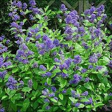 CEANOTHUS HENRY DESFOSSE