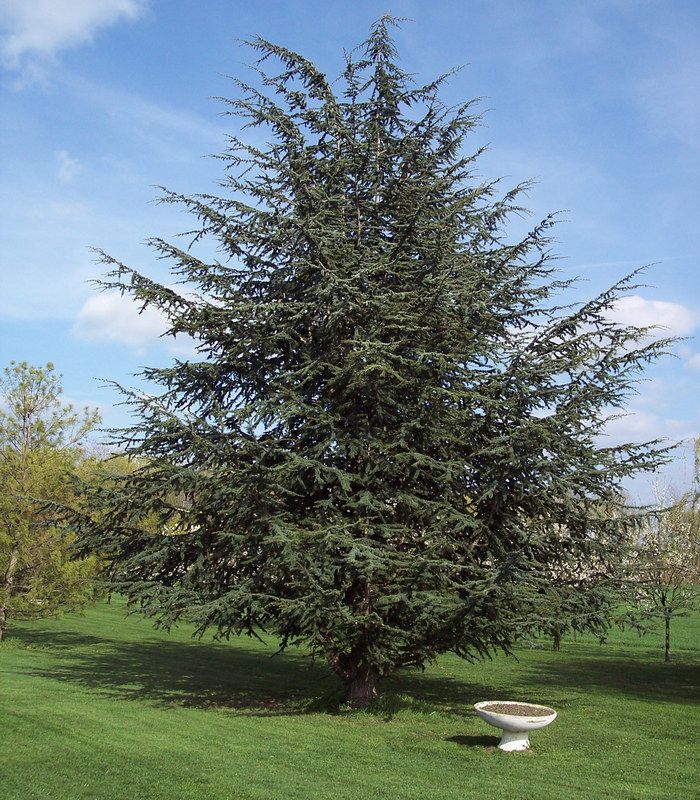 CEDRUS ATLANTICA