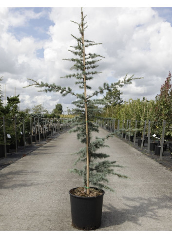 [2683] CEDRUS ATLANTICA - TIGE (Persistant, 10 à 20 m)