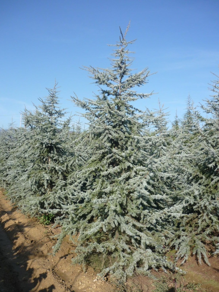 [2697] CEDRUS ATLANTICA GLAUCA (Persistant, +20 m)