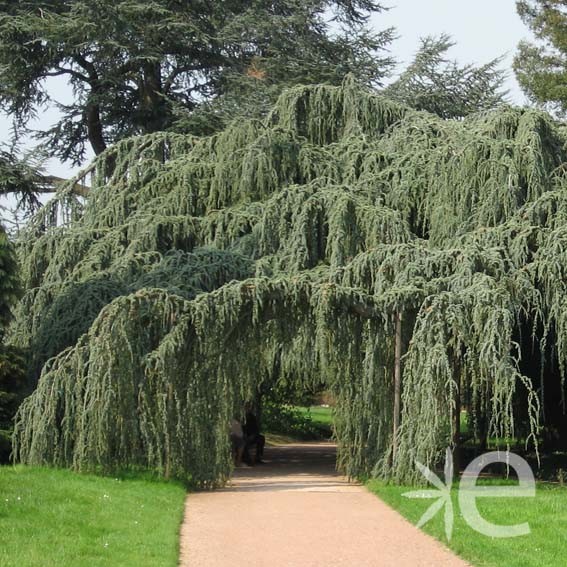 CEDRUS ATLANTICA GLAUCA PENDULA