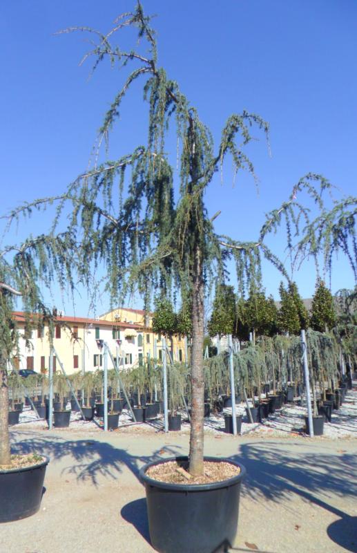 CEDRUS ATLANTICA GLAUCA PENDULA - TIGE