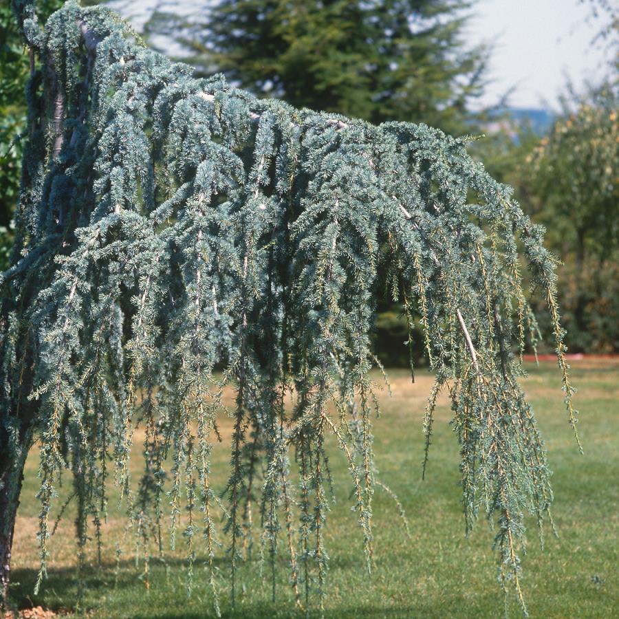 CEDRUS ATLANTICA GLAUCA PENDULA - CEPEE