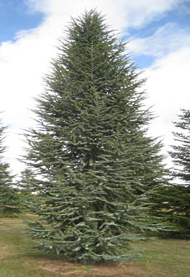CEDRUS ATLANTICA PYRAMIDALIS