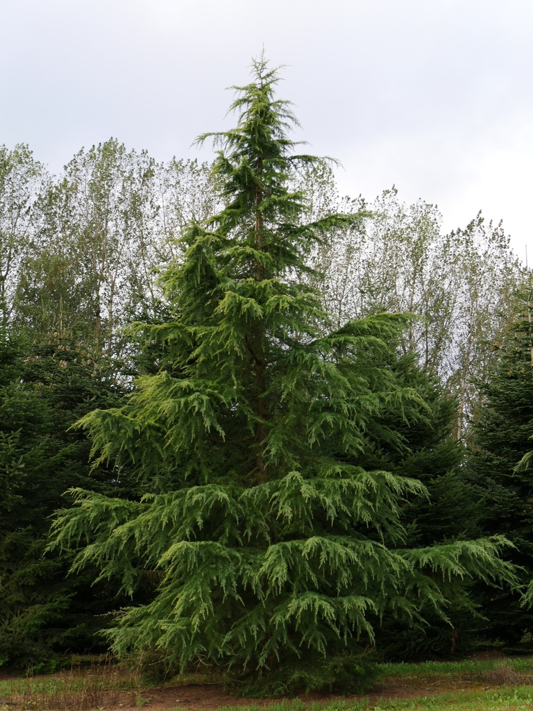 [2738] CEDRUS DEODARA AUREA (Persistant, 10 à 20 m)