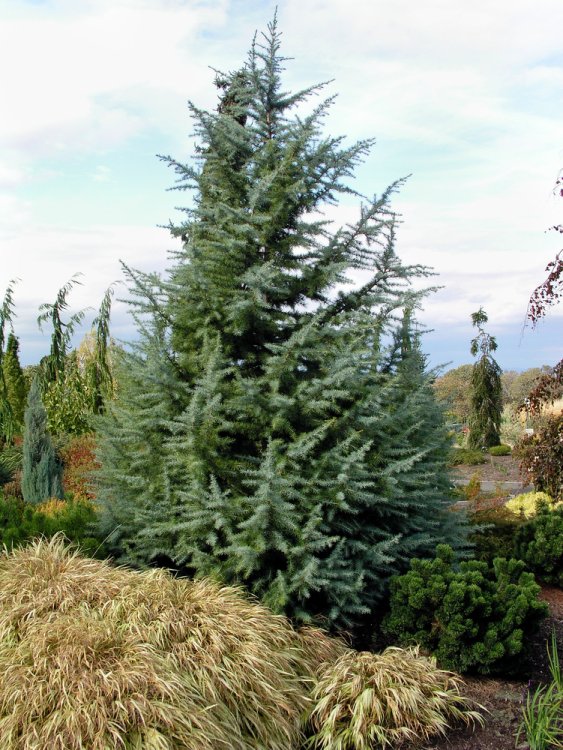CEDRUS DEODARA BUSH ELECTRA