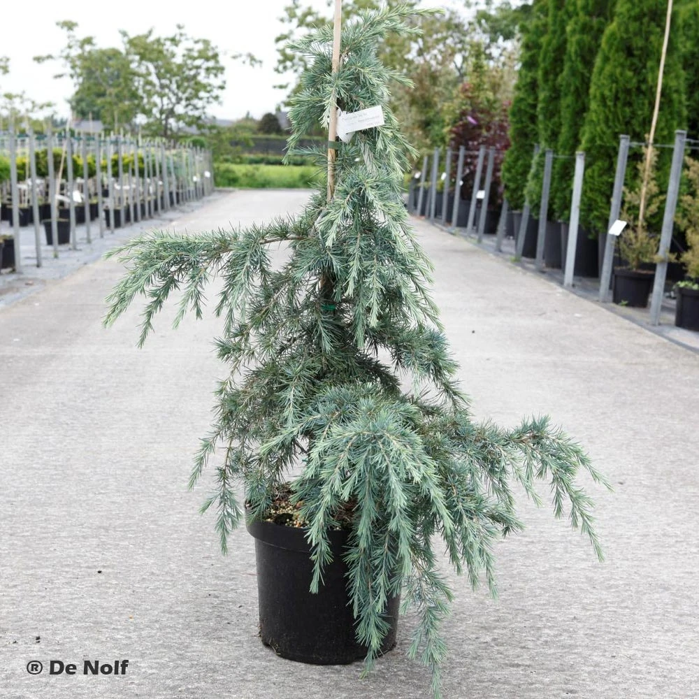 [2757] CEDRUS DEODARA FEELING BLUE (Persistant, 3 à 5 m)