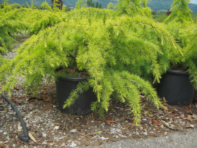 CEDRUS DEODARA GOLDEN HORIZON