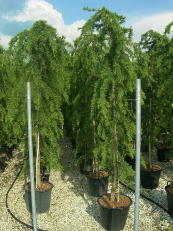 [2766] CEDRUS DEODARA PENDULA - TIGE (Persistant, 5 à 10 m)