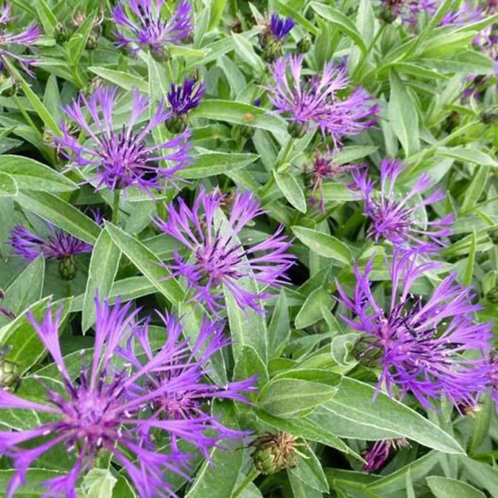 CENTAUREA MONTANA BLEU VIOLACÉ