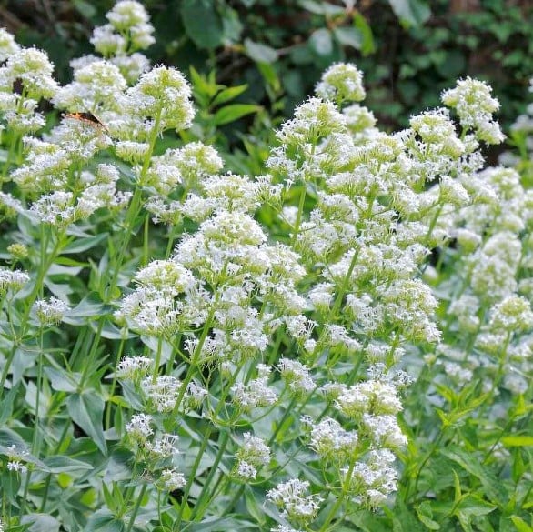 [2831] CENTRANTHUS RUBER ALBUS (Caduc, 50/100)