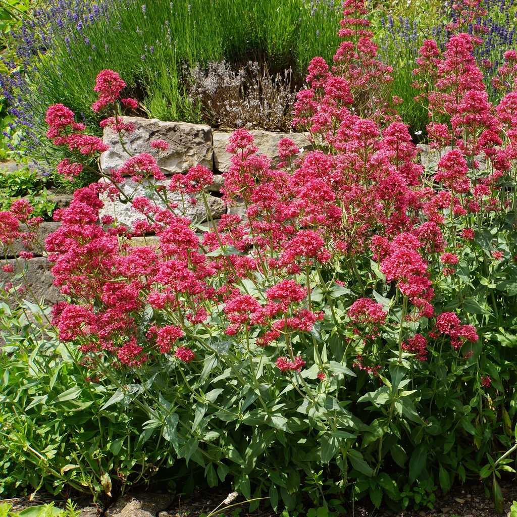 [2833] CENTRANTHUS RUBER ROUGE (Caduc, 50/100)