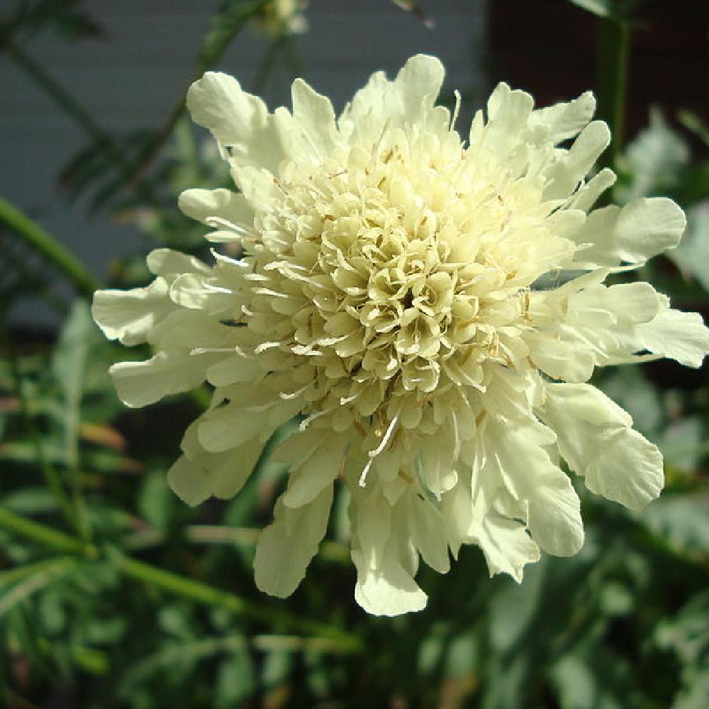 CEPHALARIA GIGANTEA