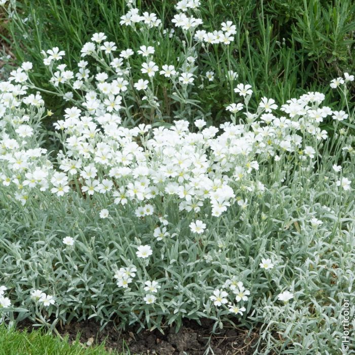 [2838] CERASTIUM TOMENTOSUM BLANC (Persistant, 20/50)