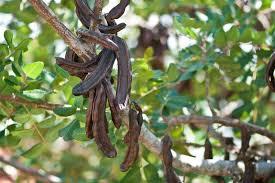 [2843] CERATONIA SILIQUA (CAROUBIER) - TIGE (Persistant, 5 à 10 m)