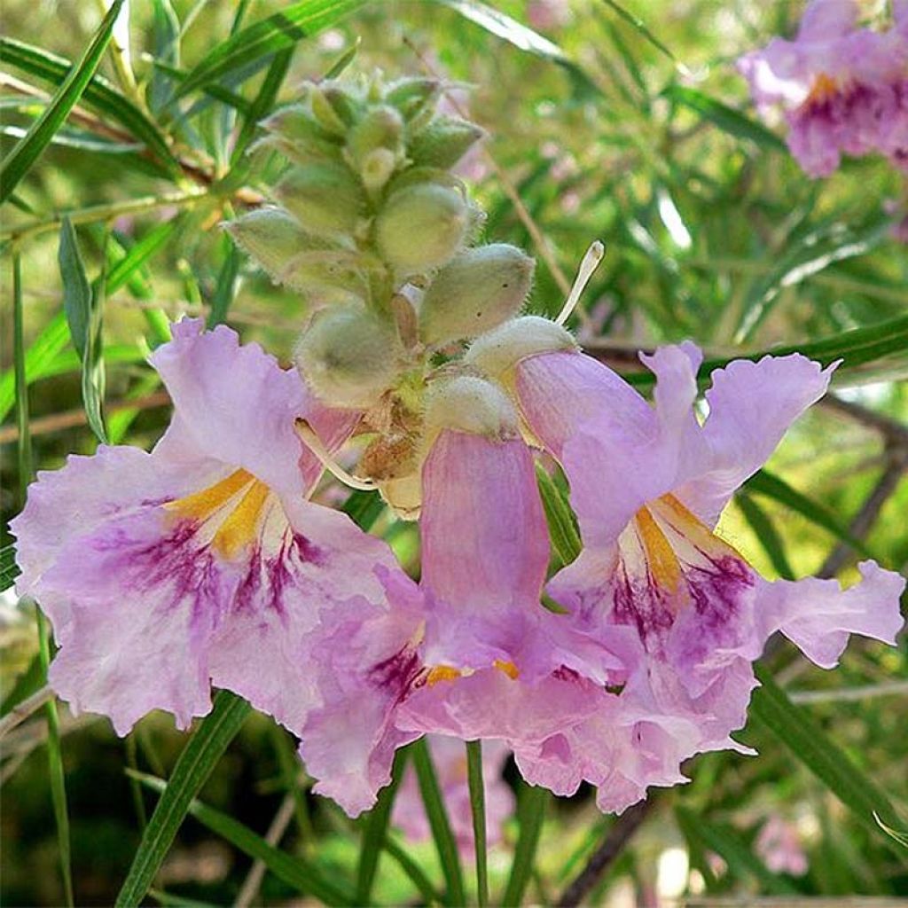 [3033] CHILOPSIS LINEARIS (Caduc, 3 à 5 m)
