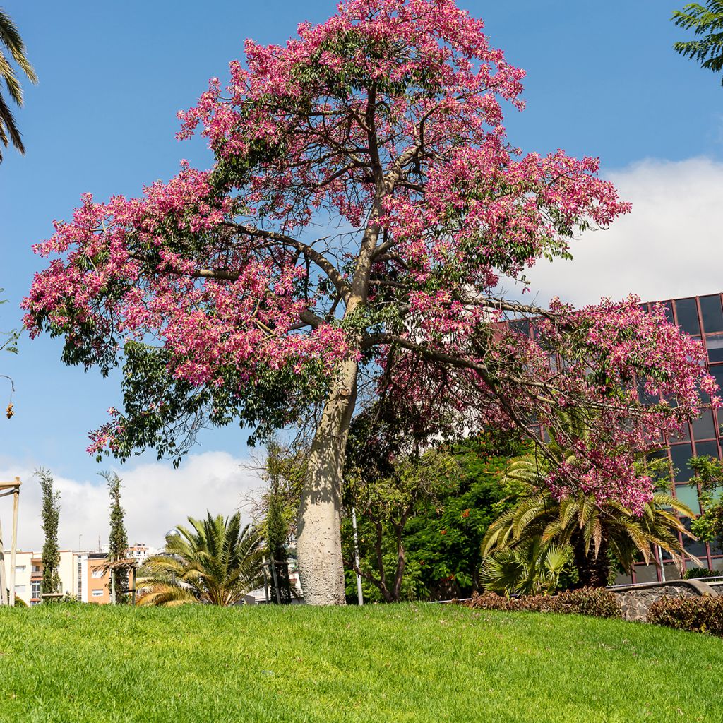 [3086] CHORISIA SPECIOSA (CEIBA S.) (Caduc, 10 à 20 m)