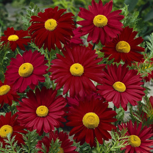 [3100] CHRYSANTHEMUM COC. ROBINSON (Caduc, 50/100)