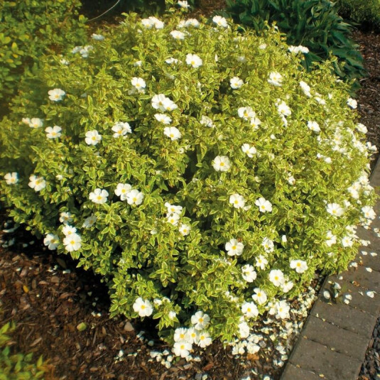 CISTUS CORBARIENSIS LITTLE MISS SUNSHINE