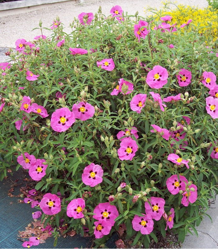 [3159] CISTUS PURPUREUS (Persistant, 100/150)