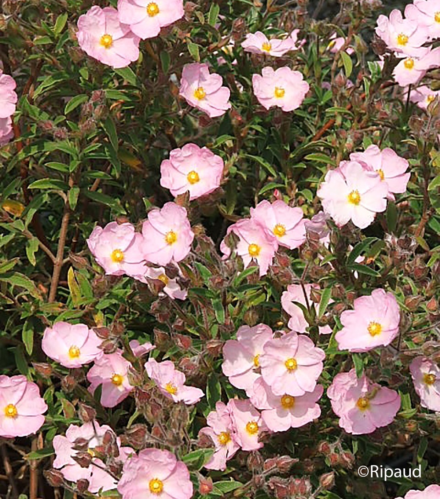 CISTUS SKANBERGII