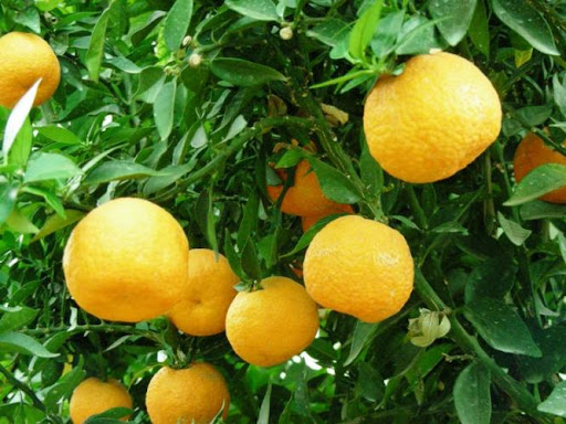 [3168] CITRUS AURANTIUM (POMELO) (Persistant, 3 à 5 m)