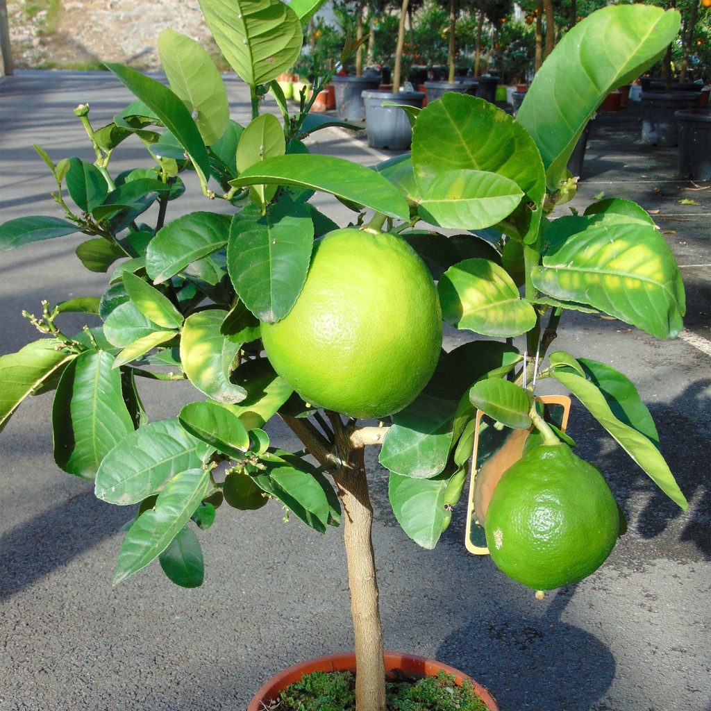 CITRUS AURANTIUM (POMELO) - TIGE
