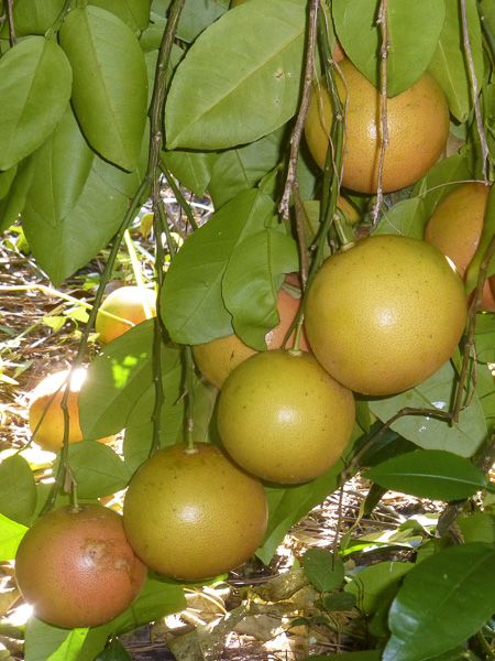 [3171] CITRUS AURANTIUM (POMELO) - TIGE (Persistant, 3 à 5 m)