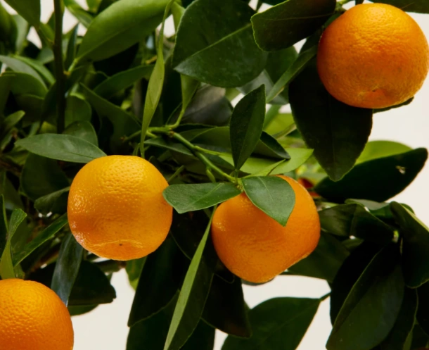 [3176] CITRUS AUSTRALASICA - QUART TIGE (Persistant, 3 à 5 m)