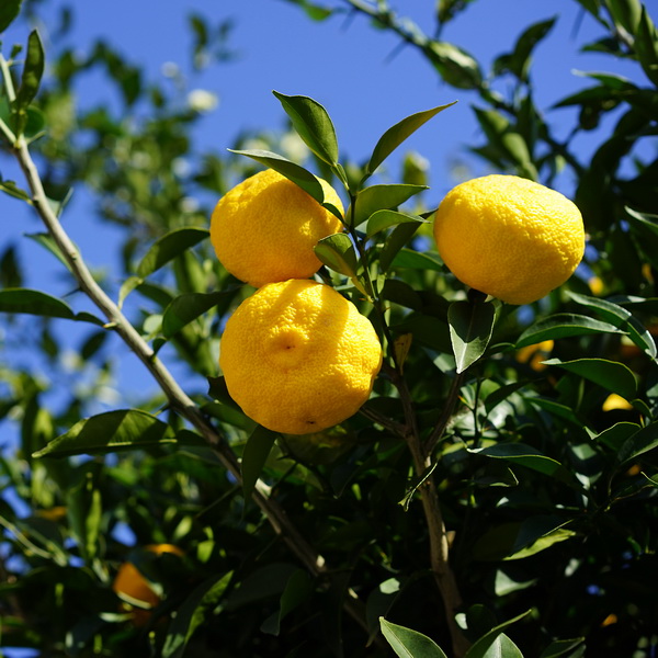 [3180] CITRUS JUNO (YUZU) - DEMI TIGE (DEMI TIGE, Persistant, 3 à 5 m)