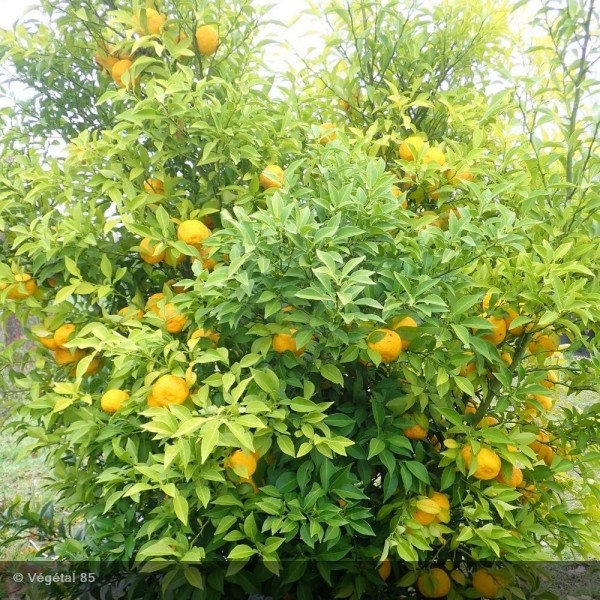 [3183] CITRUS JUNOS (YUZU) (Persistant, 3 à 5 m)