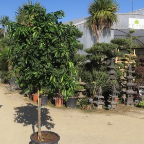 [3187] CITRUS LATIFOLIA TAHITI - DEMI TIGE (Persistant, 3 à 5 m)