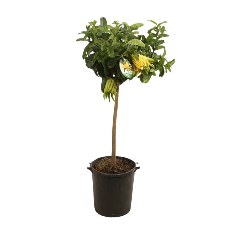 [3197] CITRUS MEDICA (MAIN DE BUDDHA) - DEMI TIGE (Persistant, 3 à 5 m)