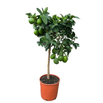 [3200] CITRUS MEYERI - DEMI TIGE (Persistant, 3 à 5 m)