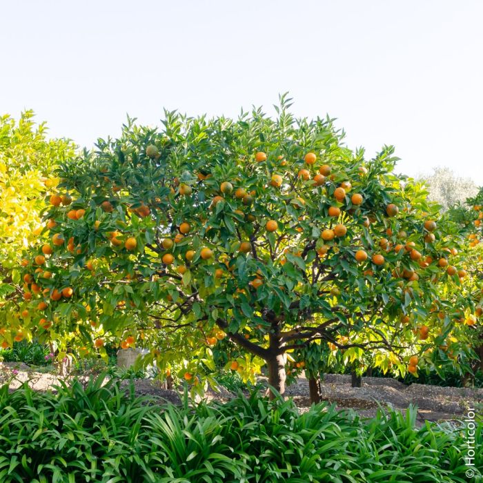 [3207] CITRUS SINENSIS (ORANGER) (Persistant, 3 à 5 m)