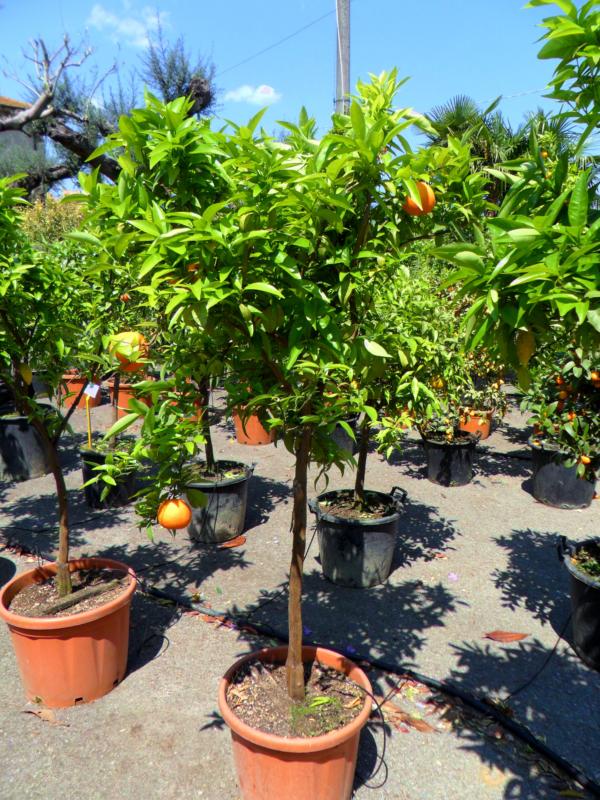 CITRUS SINENSIS (ORANGER) - DEMI TIGE