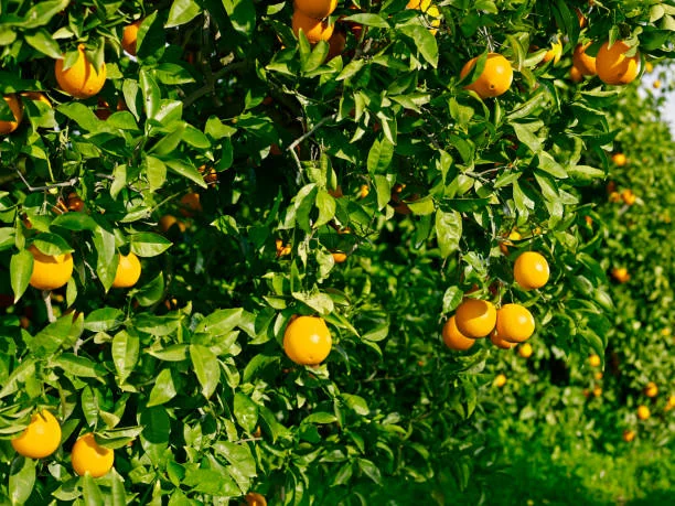 [3216] CITRUS SINENSIS WASHINGTON NAVAL - DEMI TIGE (Persistant, 3 à 5 m)