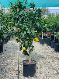 CITRUS UNSHIU MIYAGAWA - DEMI TIGE