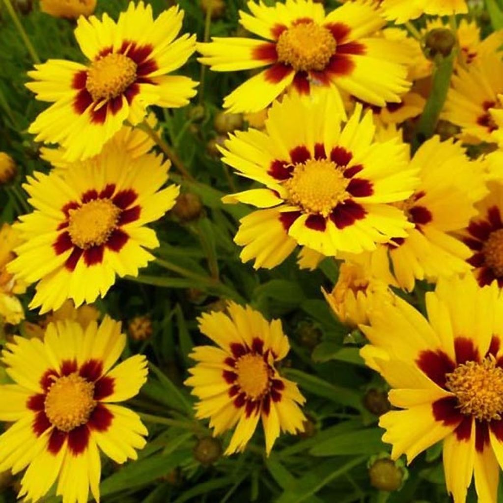 COREOPSIS GRAND. BABY GOLD