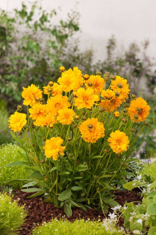 COREOPSIS GRANDIFLORA SUNRAY JAUNE